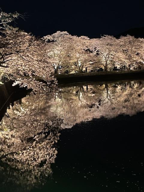 🌸ライトアップ🔦