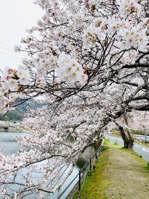 🌸満開🌸